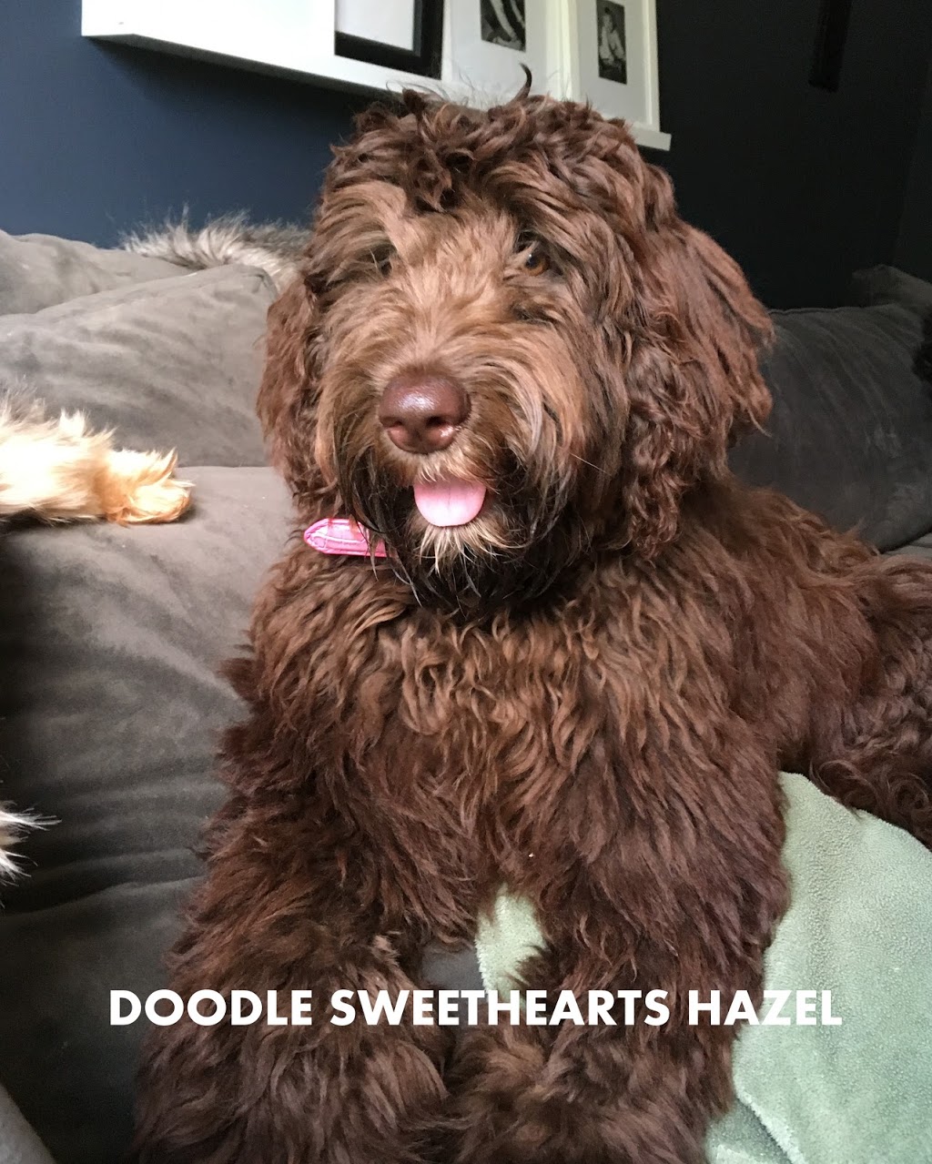 Doodle Sweethearts | 6492 Side Rd 6, Listowel, ON N4W 3G8, Canada | Phone: (519) 291-6633