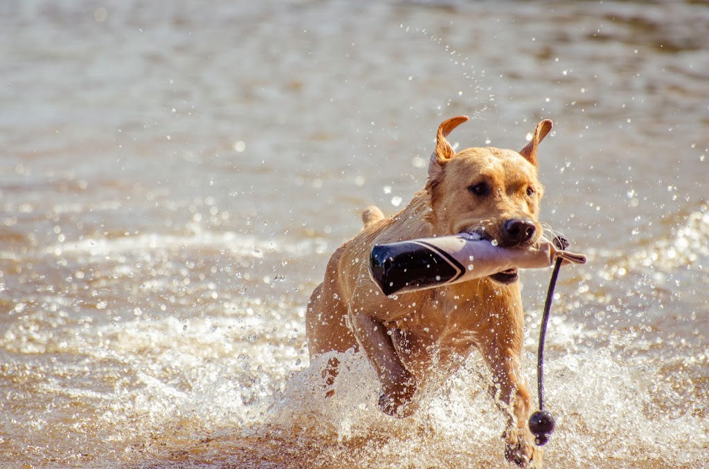Dickinson & Baird Veterinary Hospital | 141 William Bell Dr, Hampton, NB E5N 6B4, Canada | Phone: (506) 832-3192