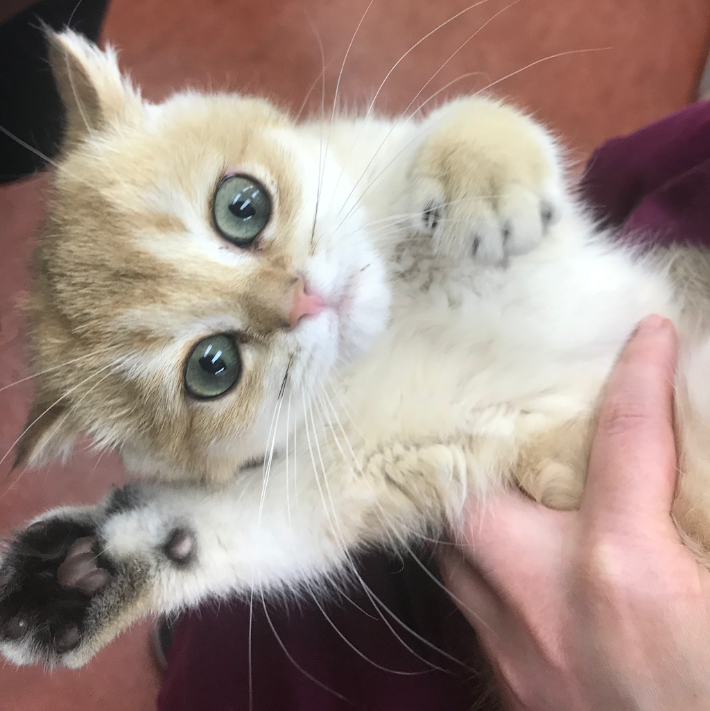 Downtown Toronto Cat Clinic | 739 Bloor St W, Toronto, ON M6G 1L6, Canada | Phone: (416) 479-0142