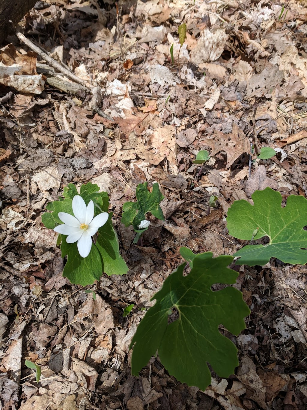 Hollidge Tract Accessible Trail | 16389 ON-48, Whitchurch-Stouffville, ON L4A 7X4, Canada