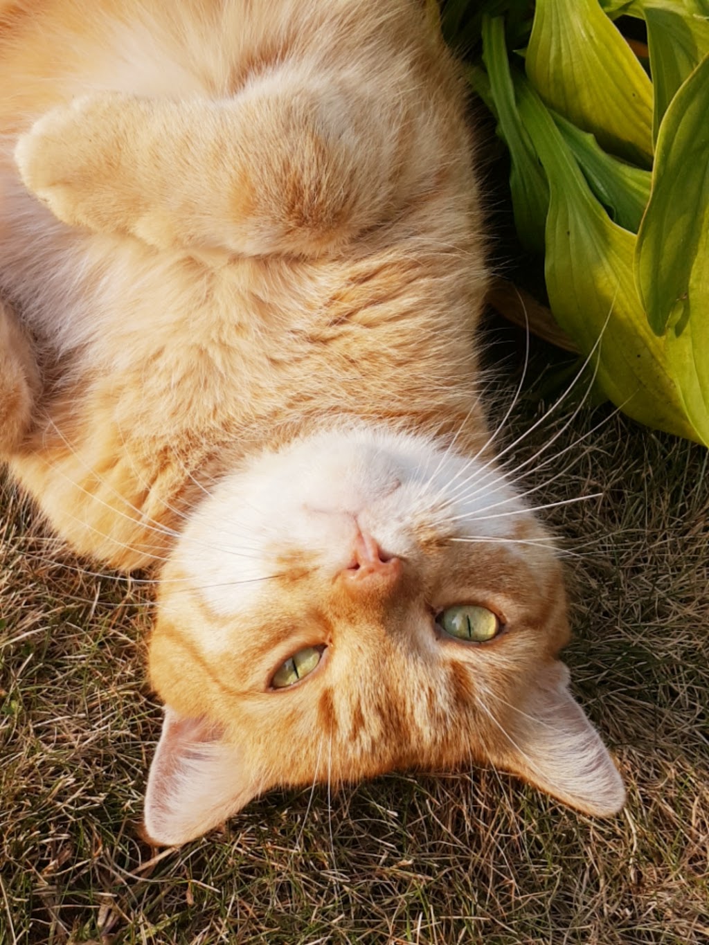 Heubner Ridder Vet Hospital | 376 Bayfield Rd, Goderich, ON N7A 4E7, Canada | Phone: (519) 524-8287