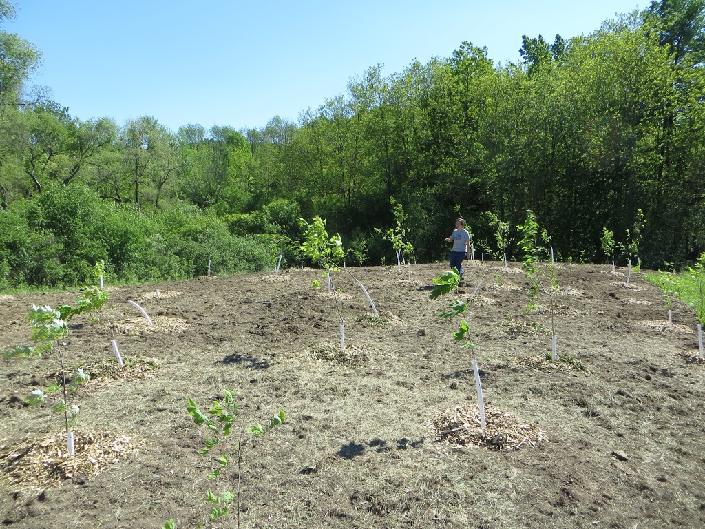Celebration Forest | 944 Western Counties Road, London, ON N6C 5J1, Canada | Phone: (519) 936-9548