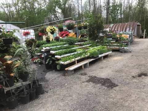 Les Pépinières Lemba Inc | Laval, QC H7J 1A8, Canada | Phone: (514) 328-1770