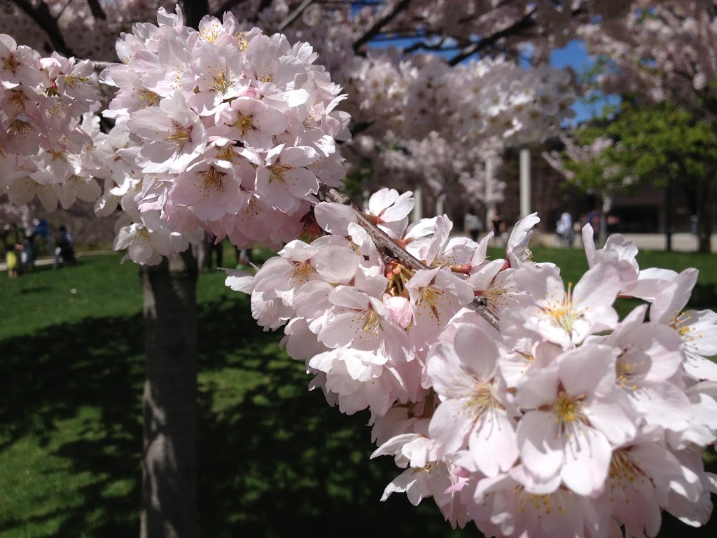 The Sakura Grove | 1265 Miitary Trail, Scarborough, ON M1C 1A4, Canada