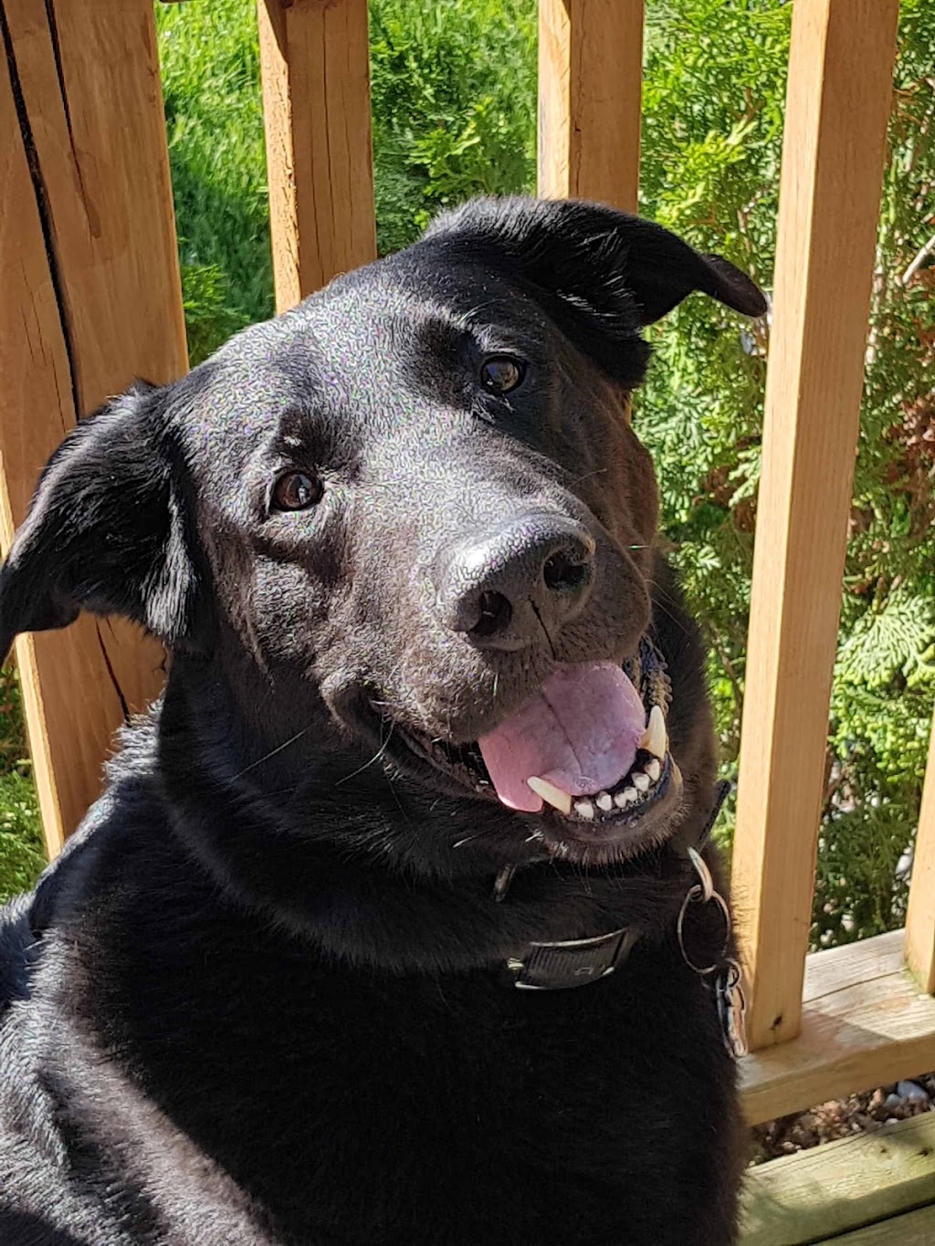 Latchkey Pet Care Service | 167 Hurst Dr, Barrie, ON L4N 8P6, Canada | Phone: (705) 730-8940