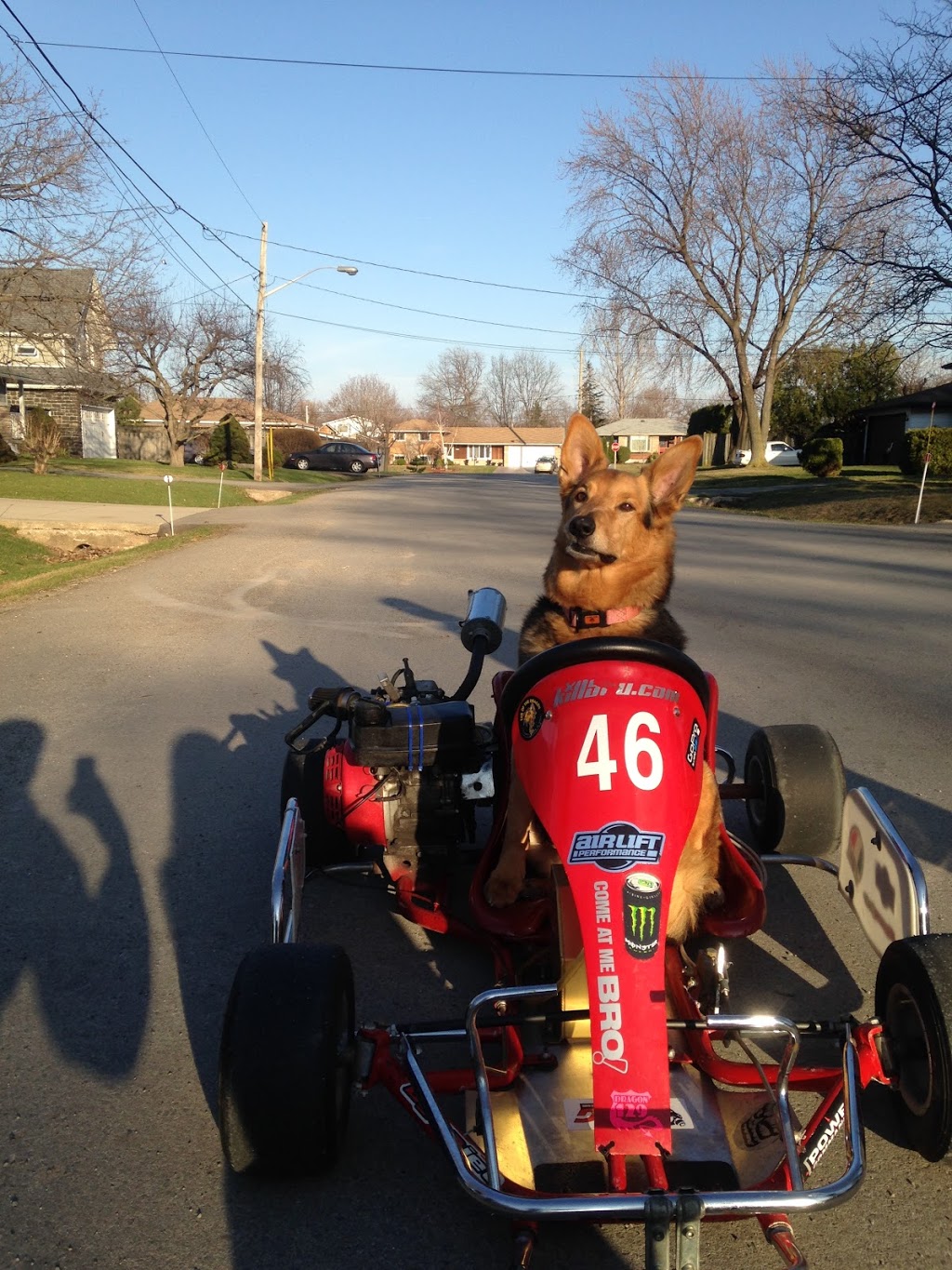 Chedoke Animal Hospital | 1288 Mohawk Rd, Ancaster, ON L9G 3K9, Canada | Phone: (905) 648-4747