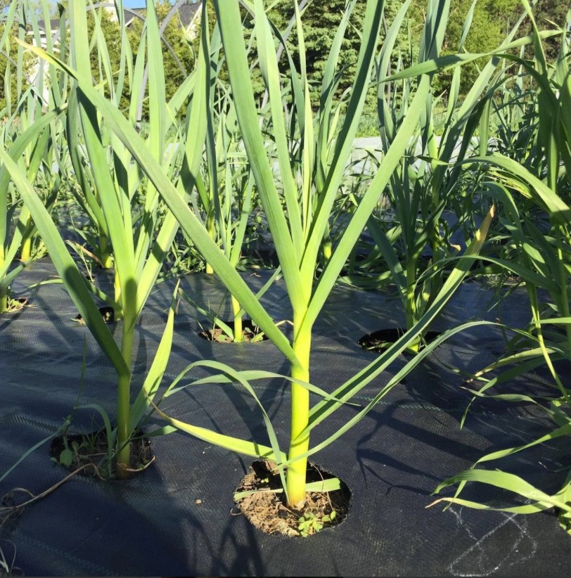 Basswood Garden | RR1, Kinburn, ON K0A 2H0, Canada | Phone: (613) 790-4584