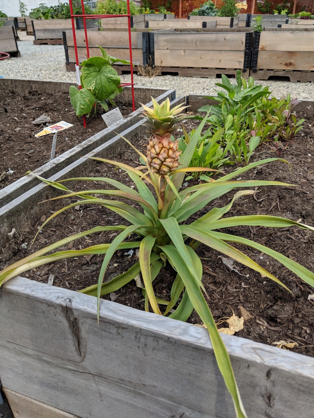 Vancouver Community Garden | 1008 W 41st Ave, Vancouver, BC V6M 1W8, Canada | Phone: (604) 873-7000