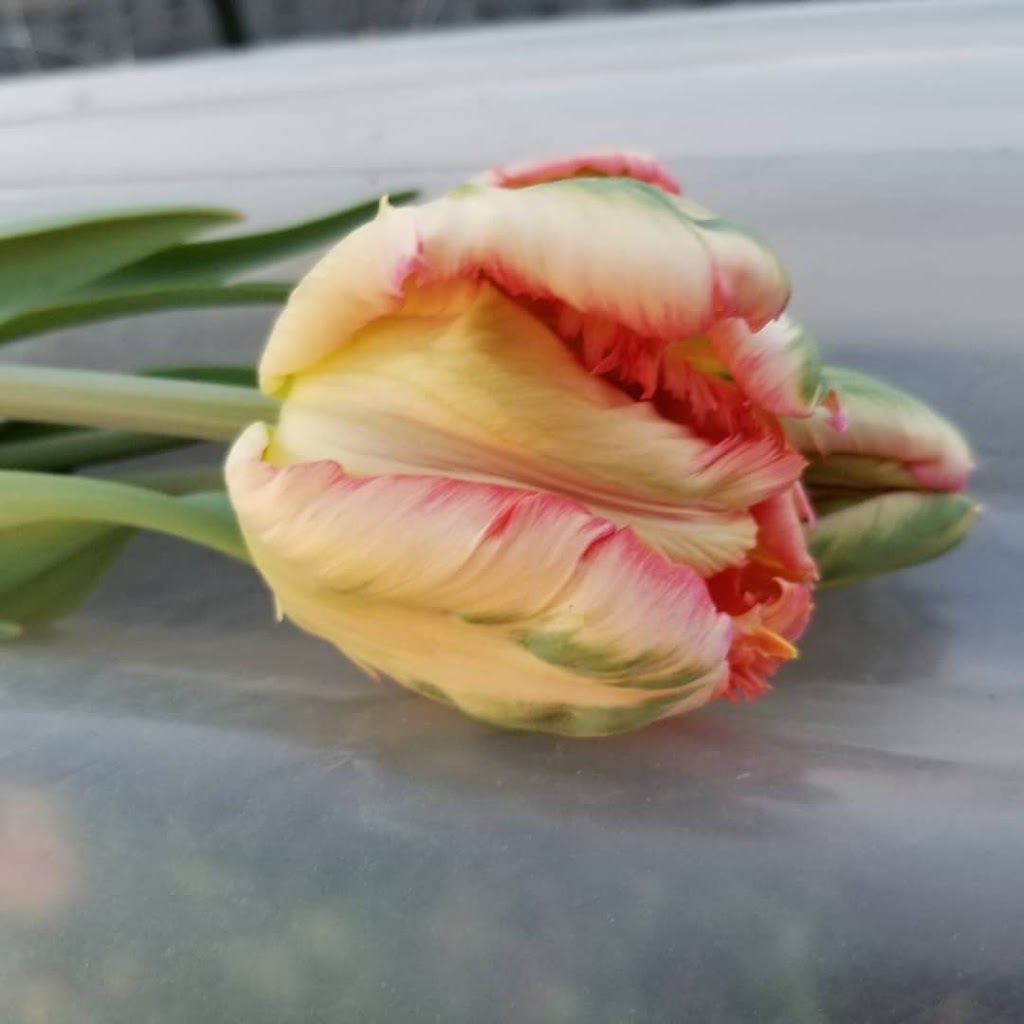 Fleurs de ferme | rang 8, Sainte-Christine, QC J0H 1H0, Canada | Phone: (450) 521-8931