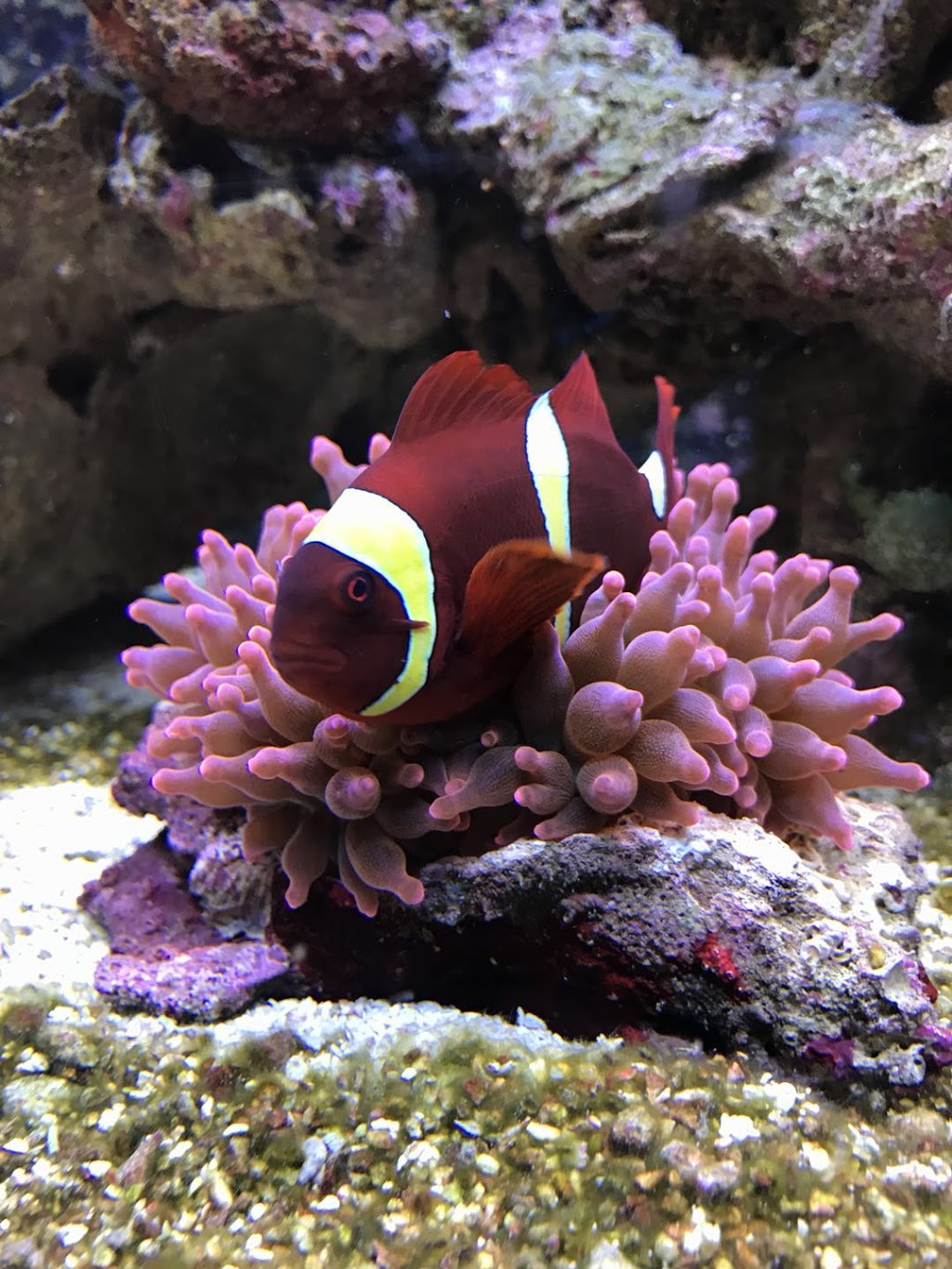 Aquarium Arc-En-Ciel | 1440 Rue Victoria, Greenfield Park, QC J4V 1M1, Canada | Phone: (450) 465-1888