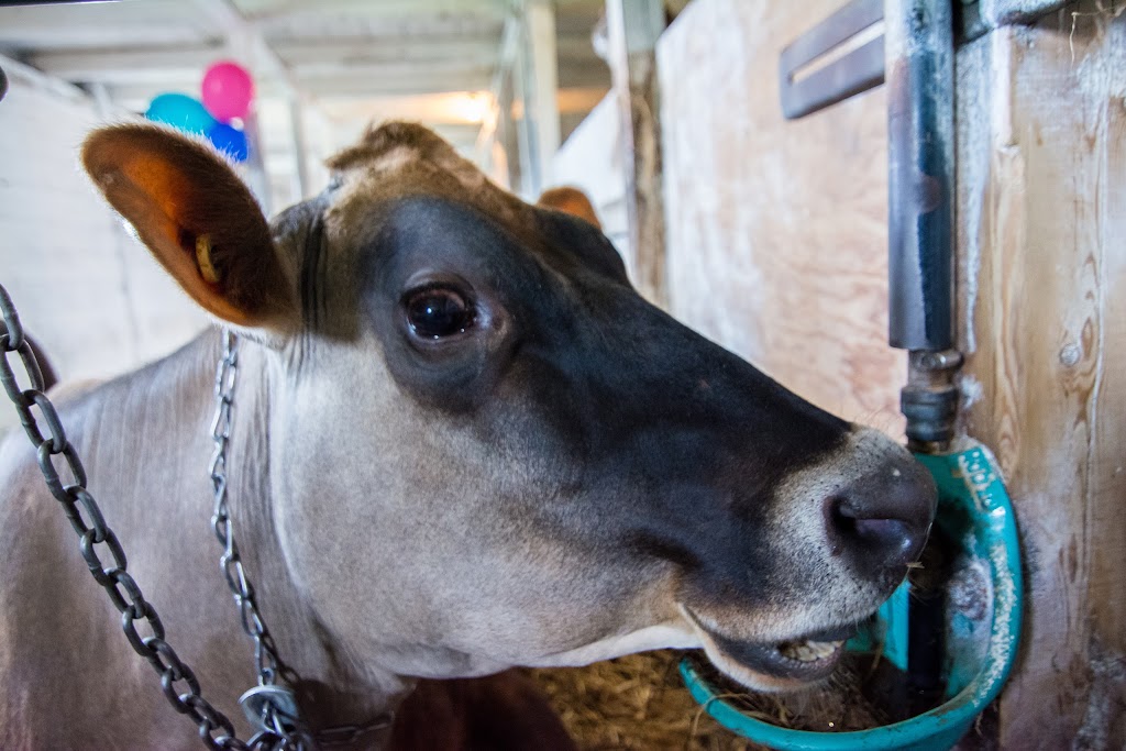 Ferme Pédagogique Marichel Inc | 809 Rang Bois Franc, Sainte-Agathe-de-Lotbinière, QC G0S 2A0, Canada | Phone: (418) 599-2949