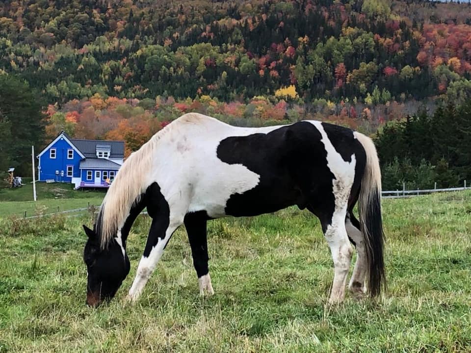 Equine Solace | 3925 E River West Side Rd, Eureka, NS B0K 1B0, Canada | Phone: (902) 923-2008
