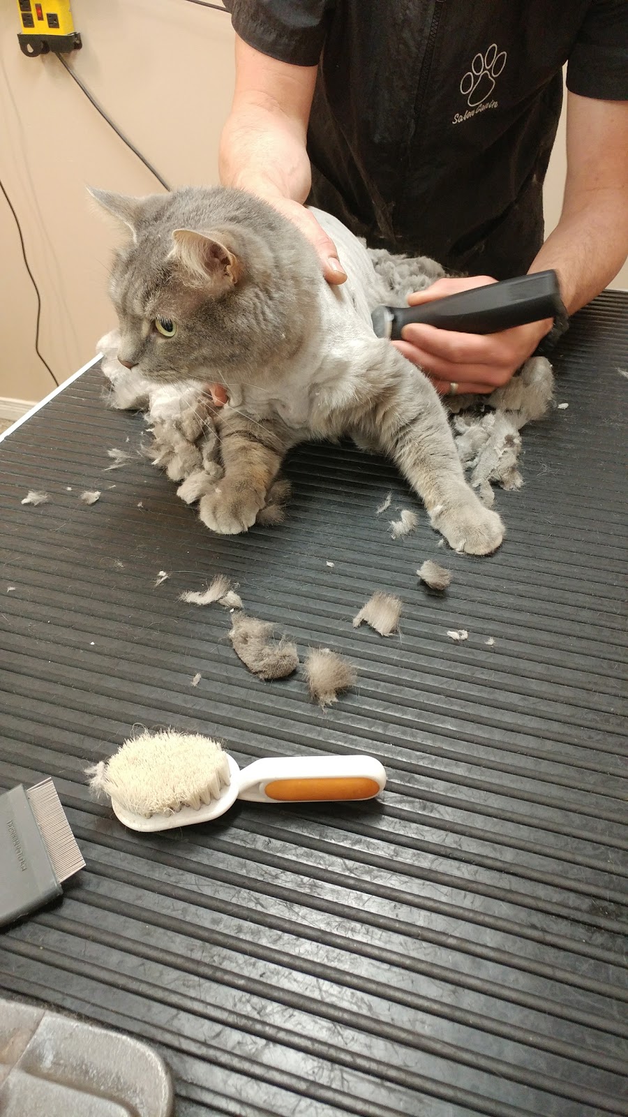 Salon Canin | 1443 Bd Pie-XI S, Québec, QC G3K 1H2, Canada | Phone: (418) 683-1121