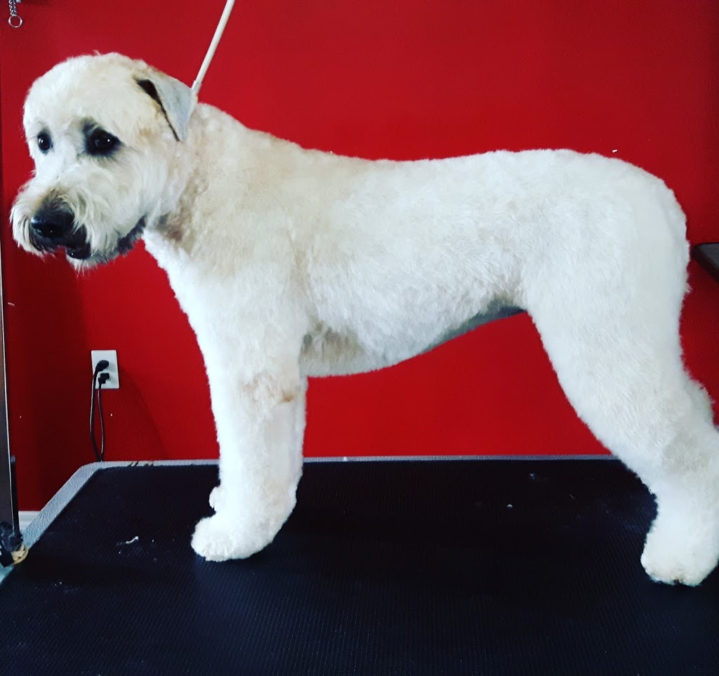 Chip & Co. Grooming | 101 Lee Crescent, Barrie, ON L4N 9Z4, Canada | Phone: (705) 321-0033