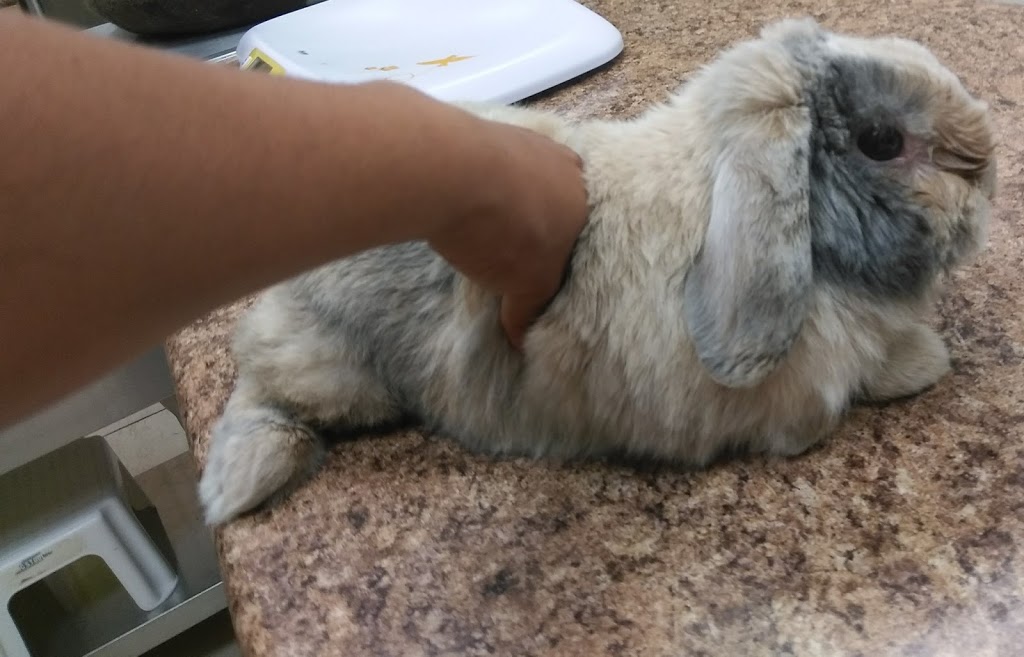 Truscott Animal Hospital | 2425 Truscott Dr, Mississauga, ON L5J 2B4, Canada | Phone: (905) 916-8999
