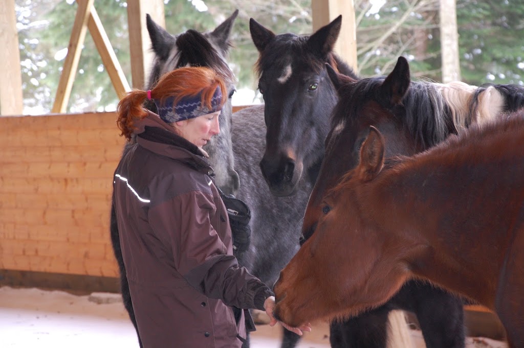 Sandy Lang Horsemanship | 4700 Charlie Spruce Pl, Abbotsford, BC V3G 2K9, Canada | Phone: (604) 850-1243