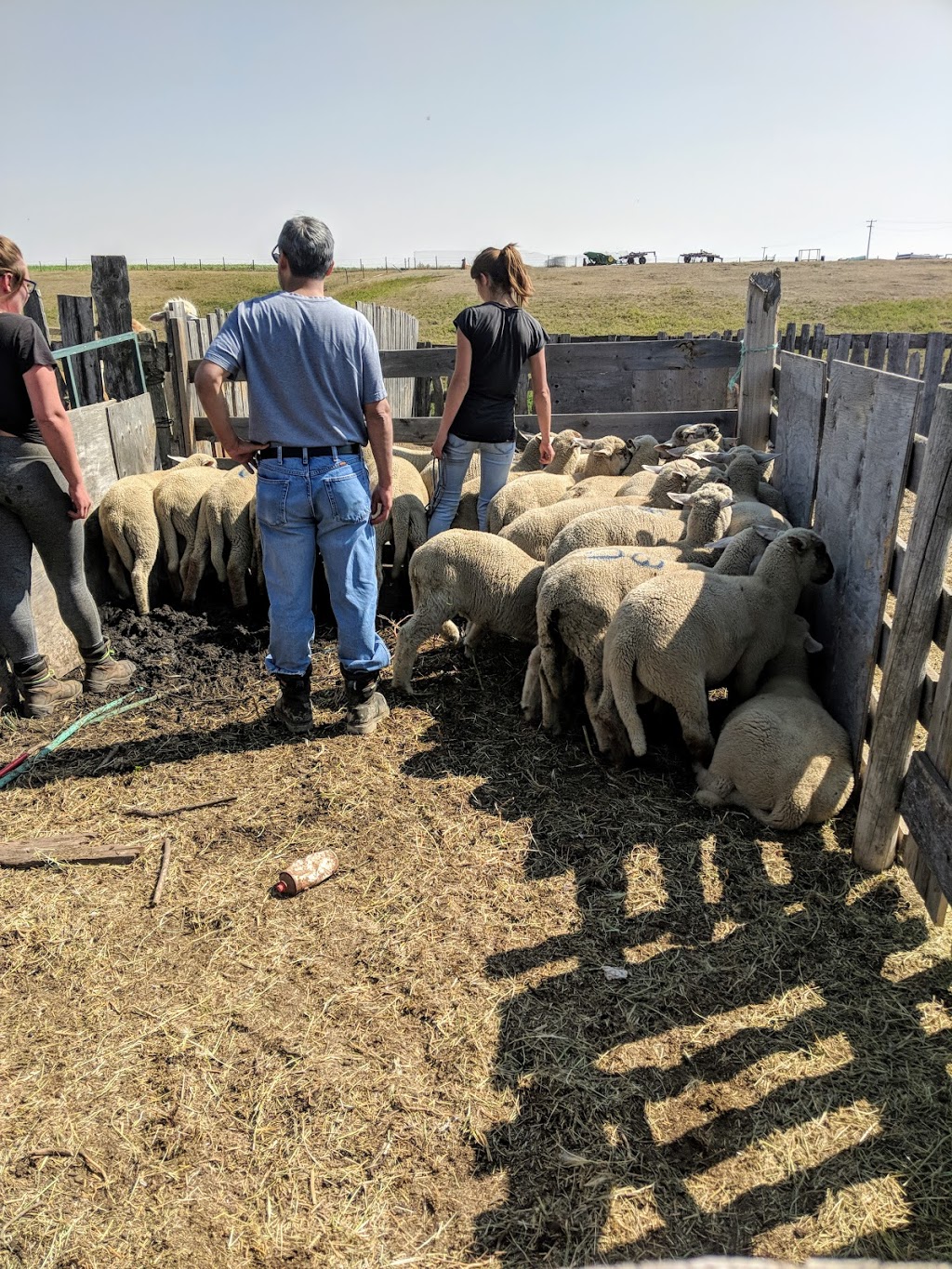 Crocus Coulee Livestock | Rockyford, AB T0M 0L0, Canada | Phone: (403) 901-3066