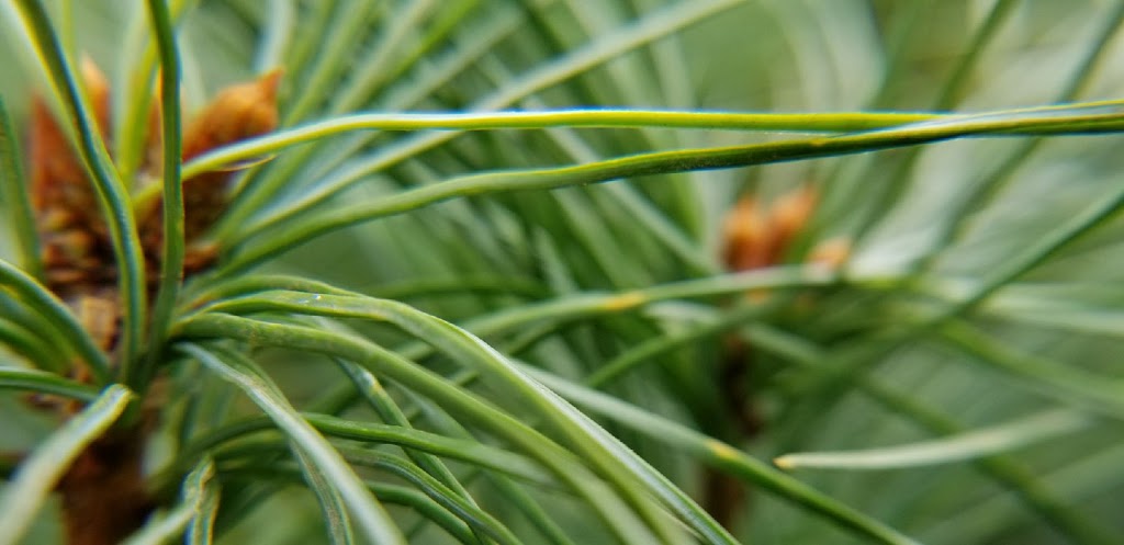 Sarahs Tree Farm | 2687 Baker Rd, Niagara Falls, ON L2G 0K2, Canada | Phone: (289) 200-8570