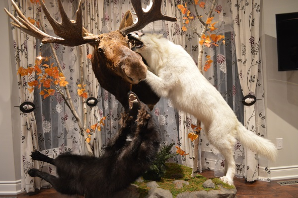 Rons Taxidermy | 890 Woodville Rd, Woodville, ON K0M 2T0, Canada | Phone: (705) 439-2196