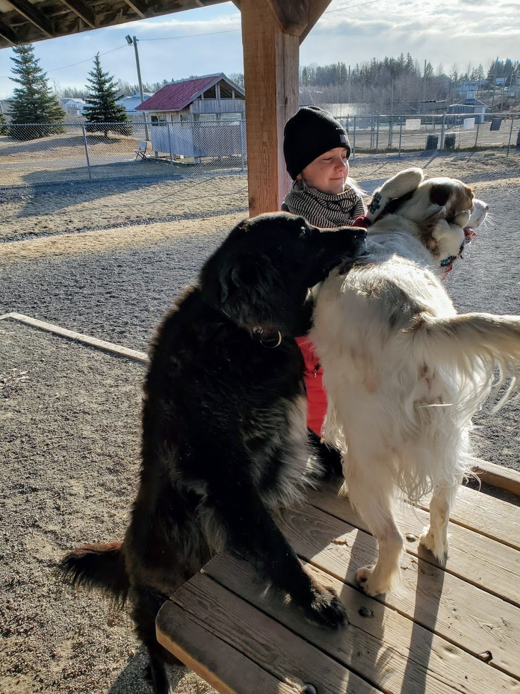 Isaacs Run Dog Park | 199 Lakeside Dr, Riverview, NB E1B, Canada | Phone: 387-2030