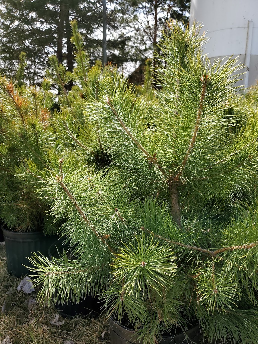 Koinonia Nursery | Box 51, Sidney, MB R0H 1L0, Canada | Phone: (204) 872-2255