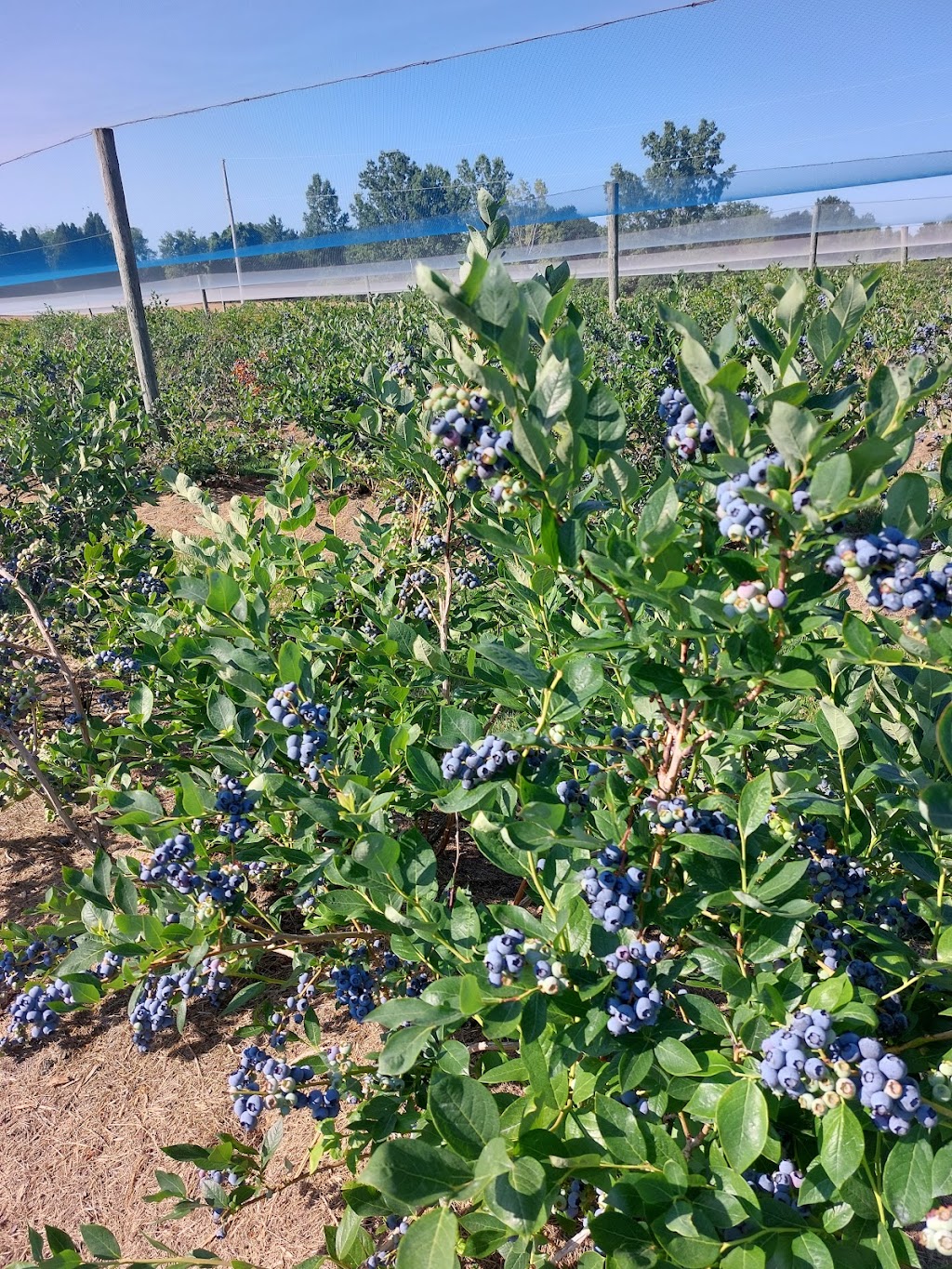 The Blueberry Patch | 2984 County Rd 8, Prince Edward, ON K0K 2T0, Canada | Phone: (613) 476-1309