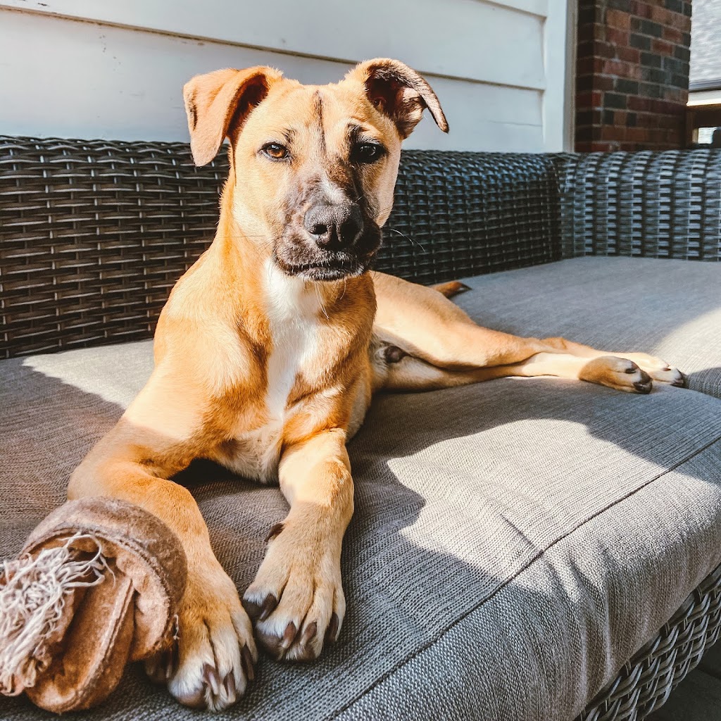 Kew Beach Veterinary Hospital | 1737 Queen St E, Toronto, ON M4L 6S5, Canada | Phone: (416) 778-4598