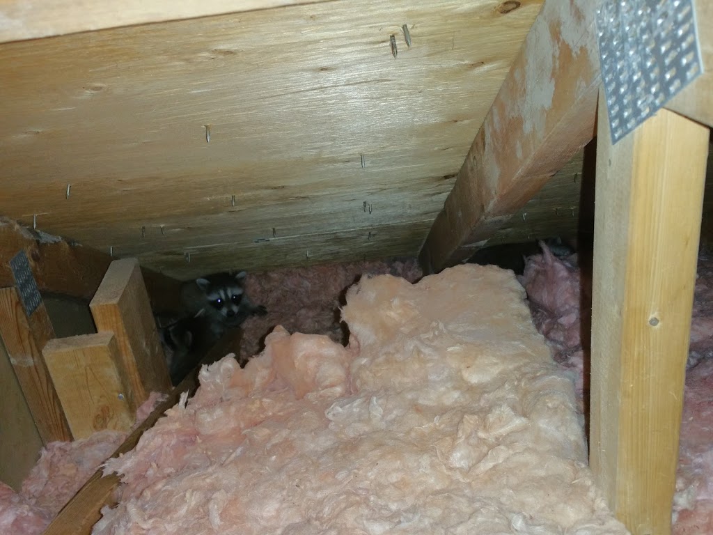 Aanteater Pest Control and Wildlife Services Inc. | 210 Mohawk Rd E, Hamilton, ON L9A 2H6, Canada | Phone: (905) 387-9300