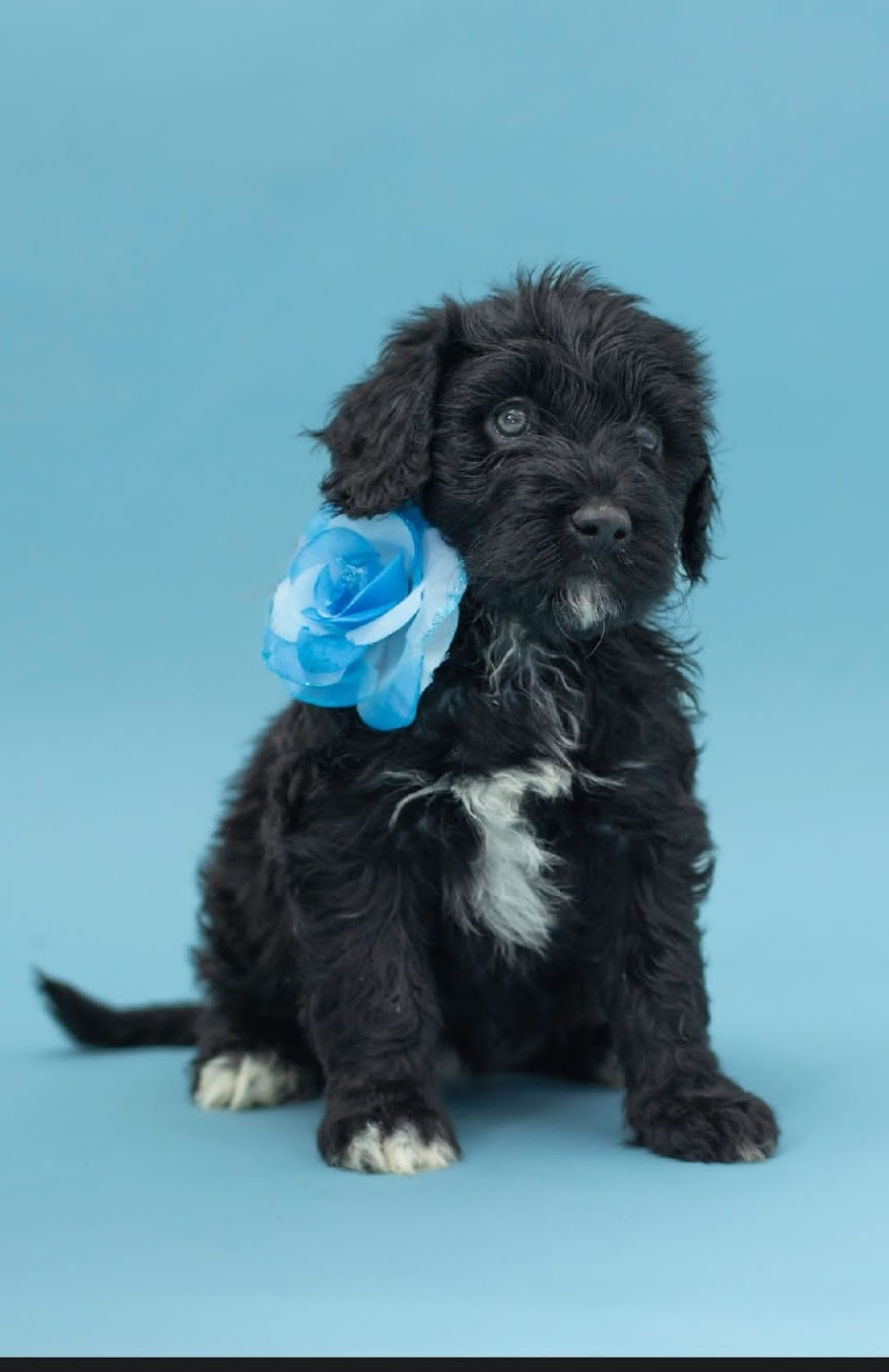 Pura Vida Portuguese Water Dogs | 324 Edgar Bonner Ave, Rockwood, ON N0B 2K0, Canada | Phone: (647) 898-9953