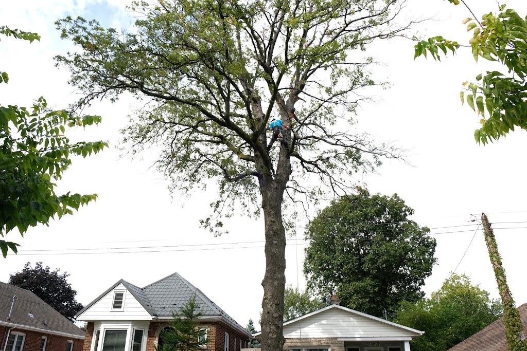 Tandem Tree Service | 641 Annland St, Pickering, ON L1W 1A9, Canada | Phone: (647) 467-8733