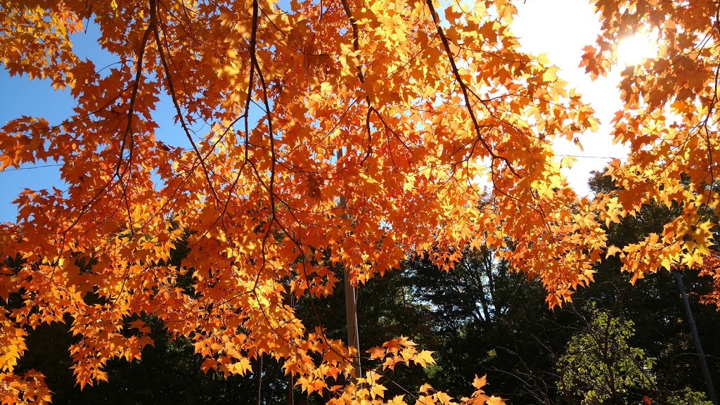 Woodcliff Greenbelt | Woodcliff Greenbelt, Toronto, ON M3B, Canada