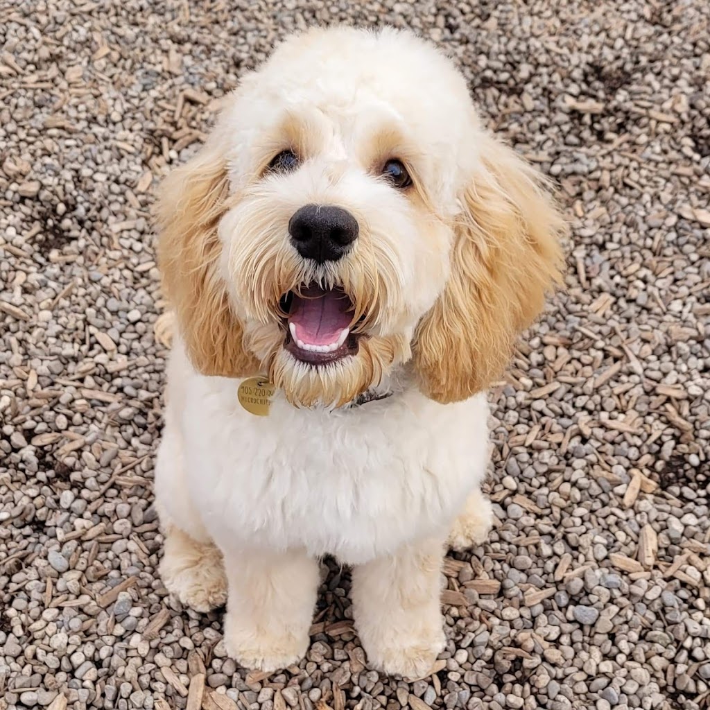 Furry Friends Inc. Doggie Daycare & Spaw | 955 Century Dr, Burlington, ON L7L 5J8, Canada | Phone: (289) 828-1367