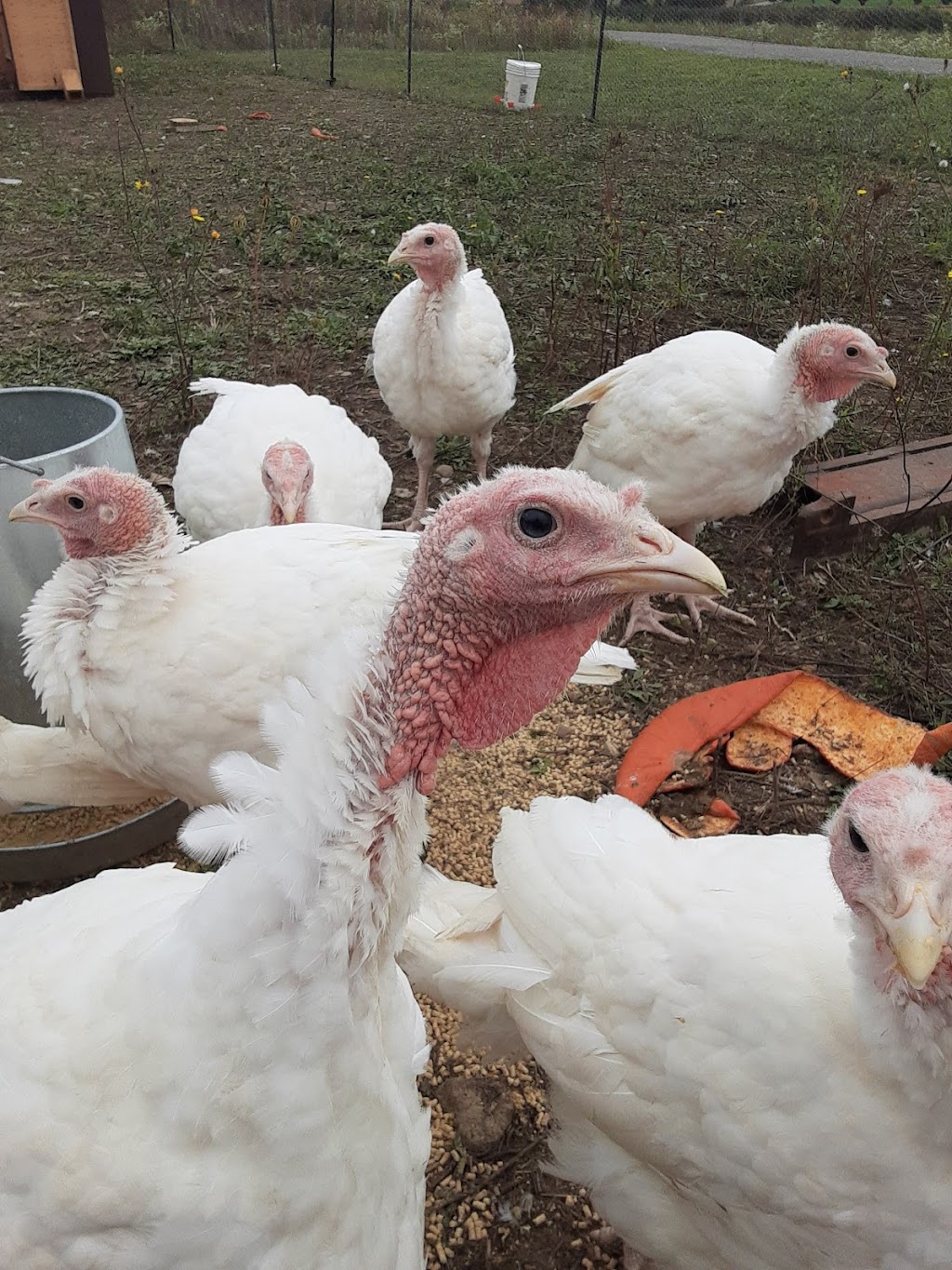 Country turkeys | 15165 Whittaker Rd, Belmont, ON N0L 1B0, Canada | Phone: (226) 802-8199