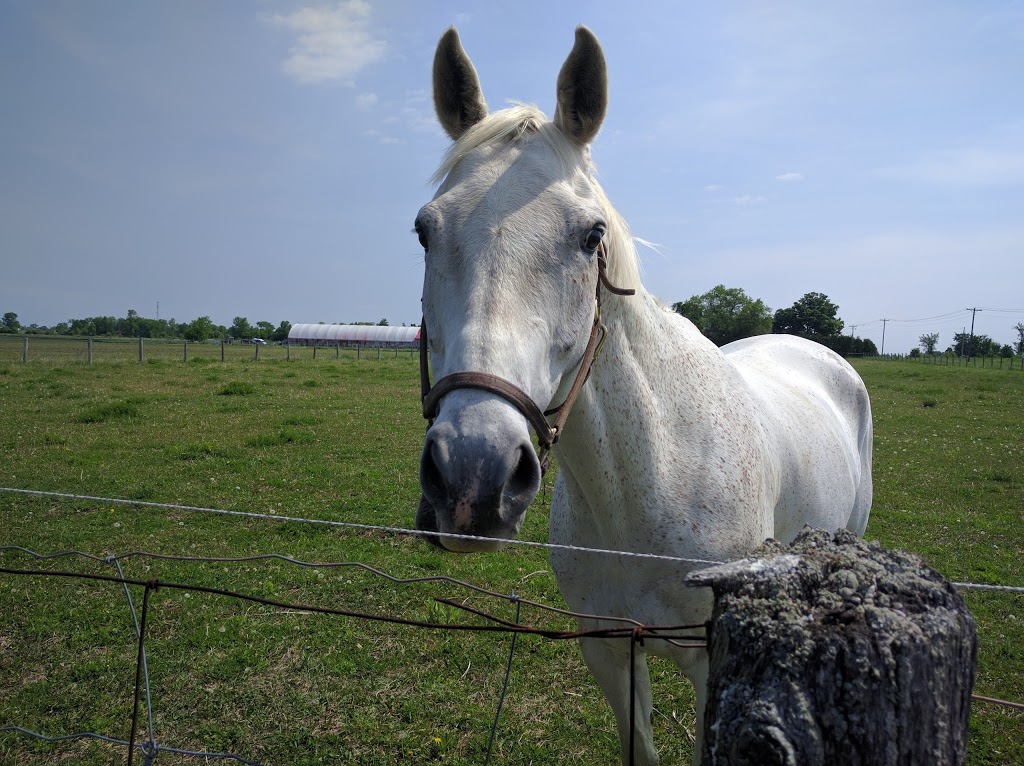 Borrowed Freedom Farms | Hwy 7, Kawartha Lakes, ON K0M 2M0, Canada | Phone: (705) 953-9563