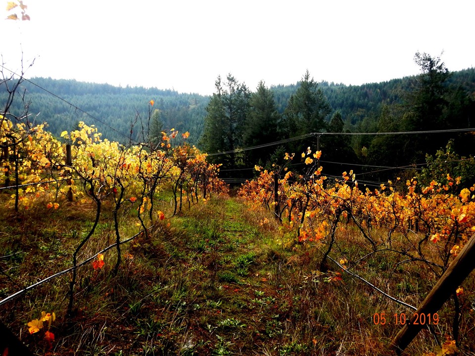 Sunshine Villa B&B | 13184 Sunshine Coast Hwy, Madeira Park, BC V0N 2H1, Canada | Phone: (604) 883-2992
