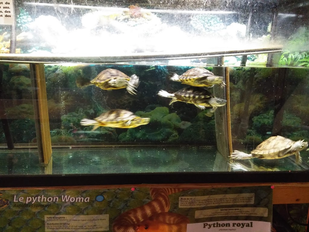 Monsieur Reptile | 165 Boulevard Ste Madeleine suite 6A, Trois-Rivières, QC G8T 3L7, Canada | Phone: (819) 909-6080