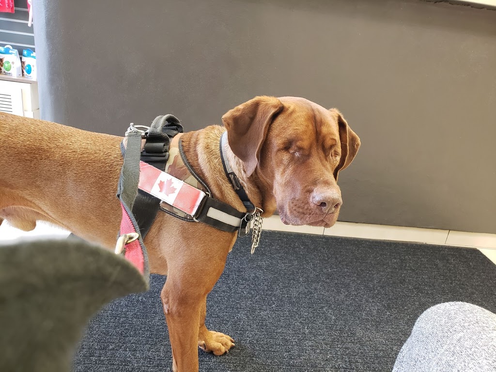Jane Animal Hospital | 313 Jane St, Toronto, ON M6S 3Z3, Canada | Phone: (416) 762-5558