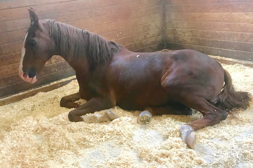 Nighswander Equestrian | 1675 St Johns Sideroad, Aurora, ON L4G 7C7, Canada | Phone: (905) 751-6771