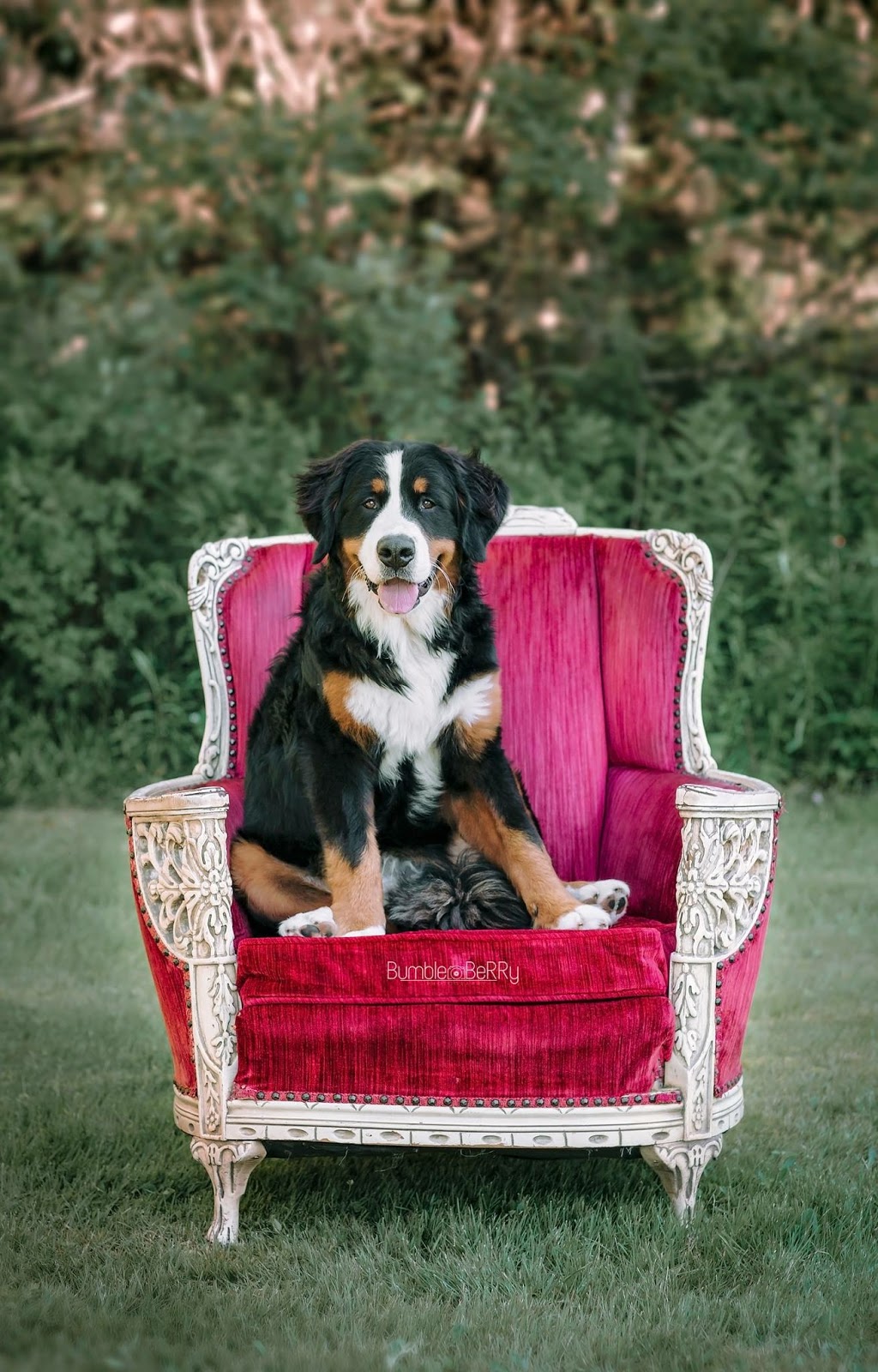 BumbleBerry Photography | 96 Branch Rd, Onslow Mountain, NS B6L 6A9, Canada | Phone: (902) 893-6489