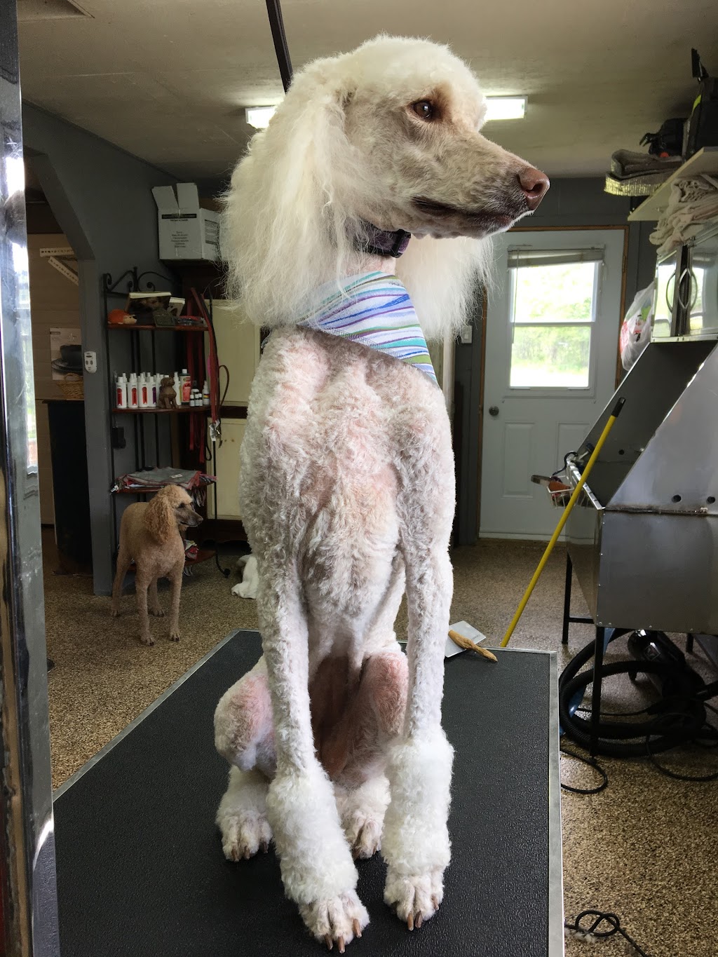 Complexe Canin Le Cajoleur | 220 Rte St André, Saint-Étienne-de-Lauzon, QC G6J 1E8, Canada | Phone: (418) 832-1255