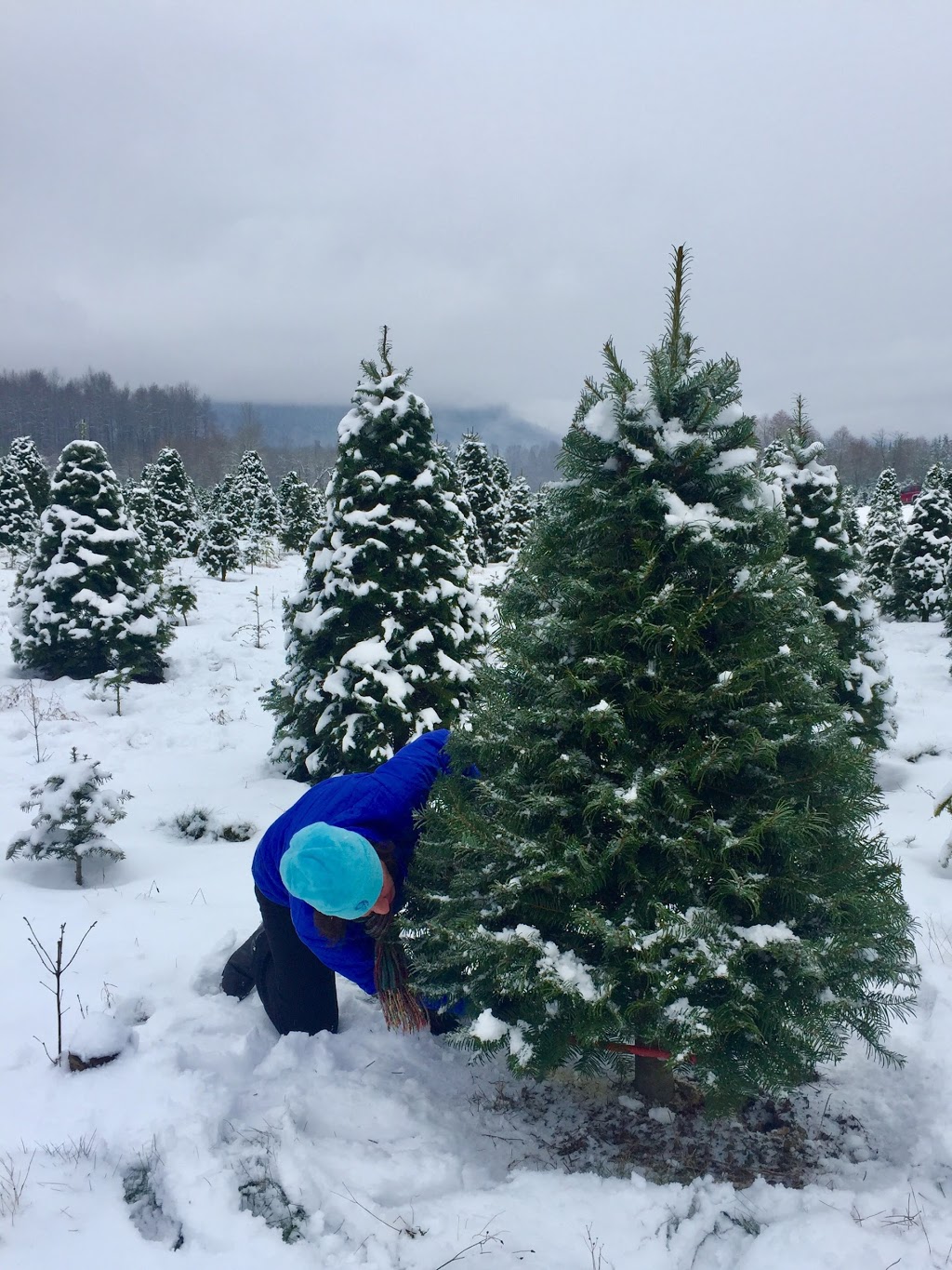 Alpine Meadows Tree Farm | 3585 Valley Hwy, Deming, WA 98244, USA | Phone: (360) 595-1019