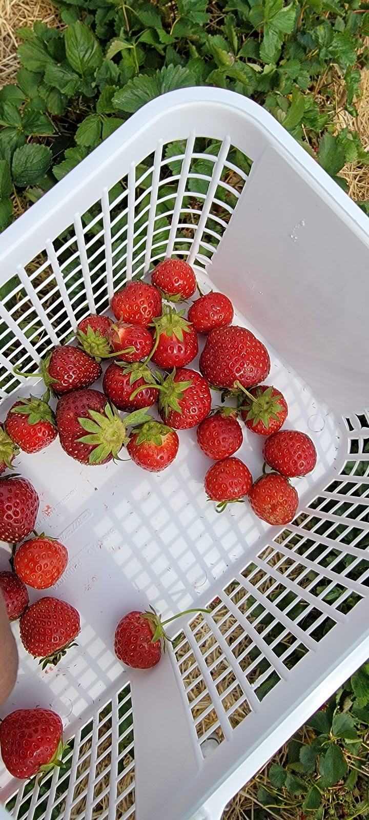 Tigchelaar Berry Farms Pick-your-own Strawberries | 4159 Jordan Rd, Jordan Station, ON L0R 1S0, Canada | Phone: (905) 658-2265