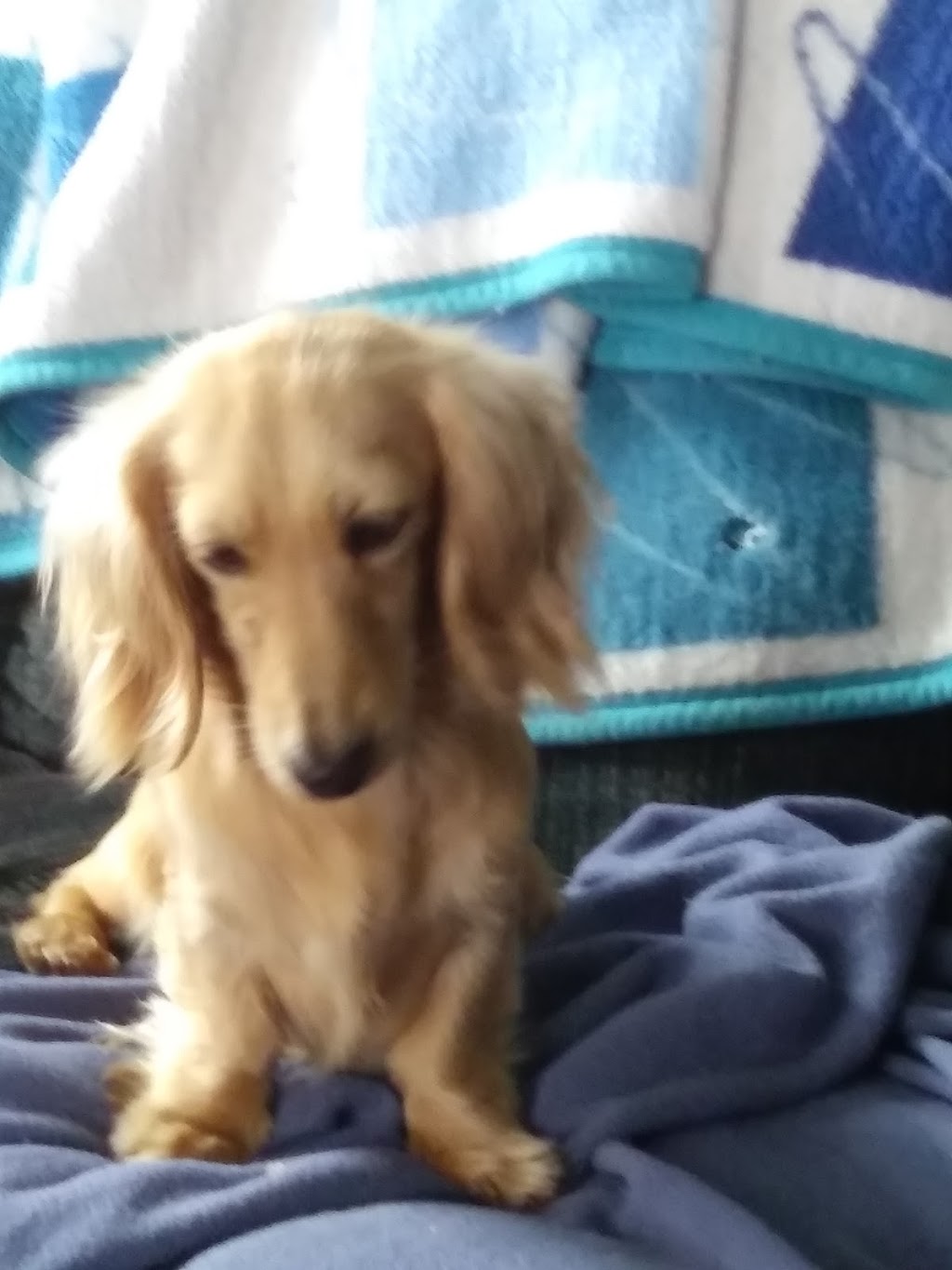 Classic Dachshunds | Sunnybrook, AB T0C 2M0, Canada | Phone: (705) 768-1850