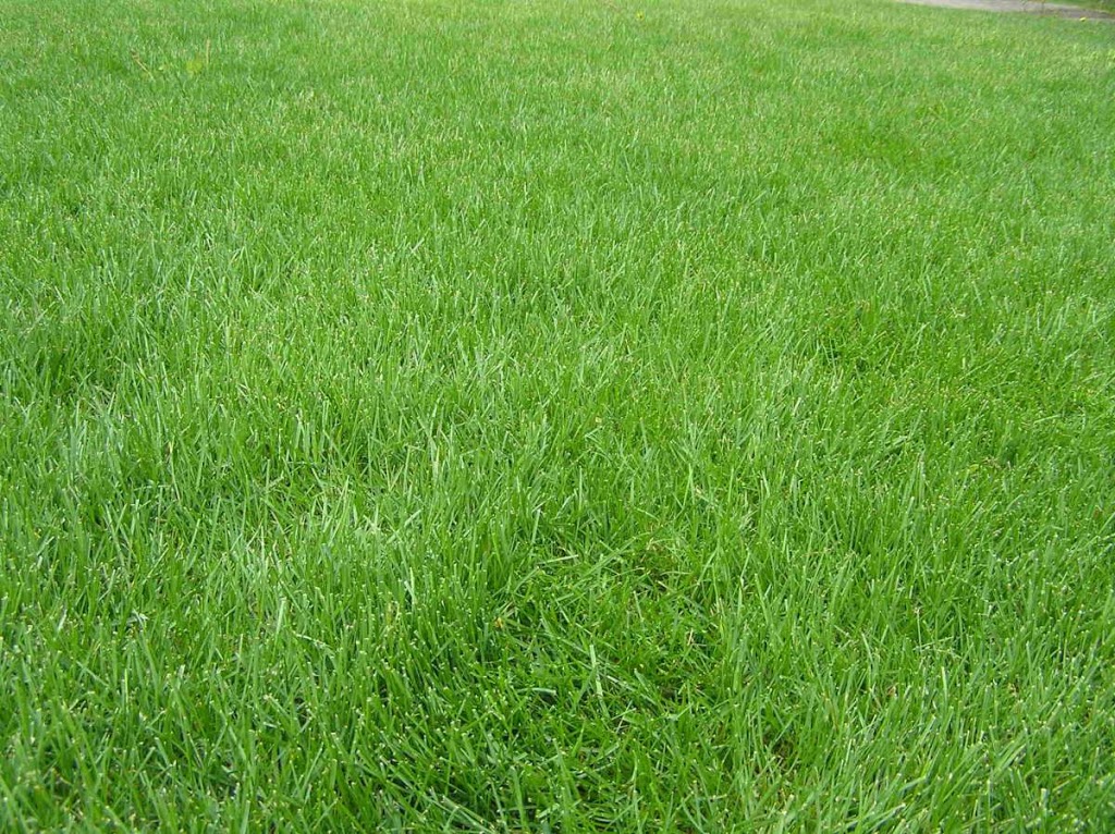 Bright Lawn & Garden | 43 Glass Dr, Aurora, ON L4G 2E6, Canada | Phone: (905) 713-9352