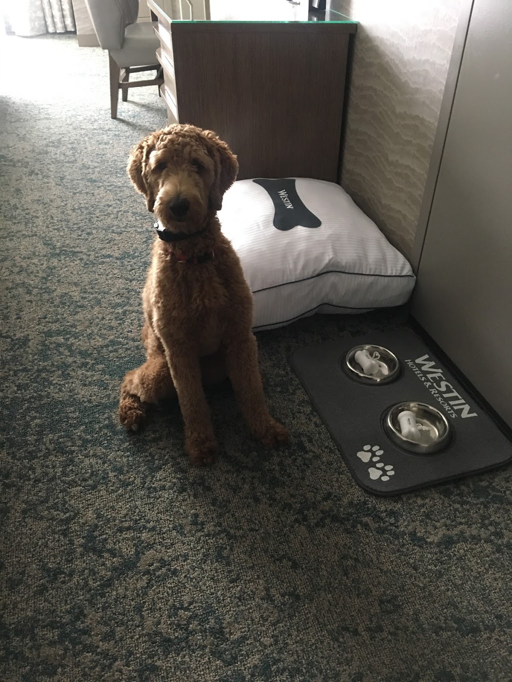 Grimmers Canine College | 59 Chemin Ohio, Shédiac, NB E4P 2J8, Canada | Phone: (506) 532-8852