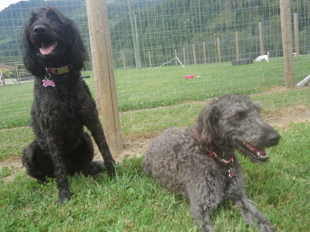 Shuswap Pet Resort | 2170 Cambie Solsqua Rd, Sicamous, BC V0E 2V5, Canada | Phone: (250) 253-3155