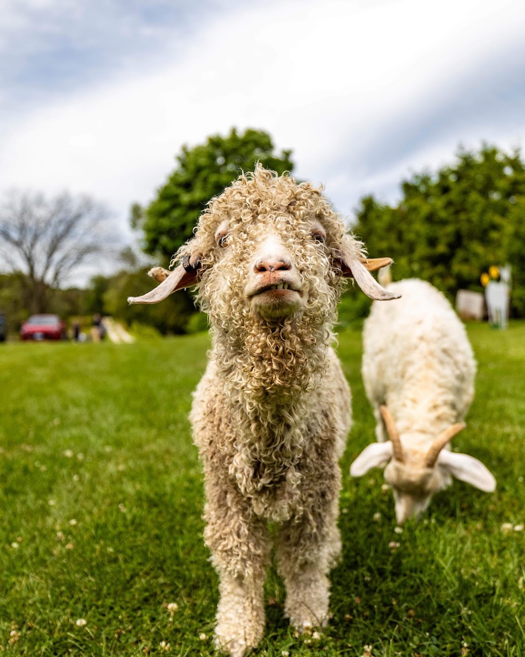 Donkey and Alpaca Experience | 136465 Grey County Rd 40, Chatsworth, ON N0H 1G0, Canada | Phone: (519) 477-0887