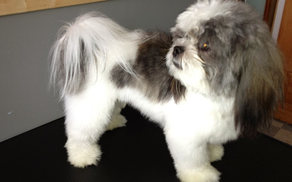 Besos Pet Salon | 1111 Cobden Rd, Ottawa, ON K2L 3M3, Canada | Phone: (613) 716-7387