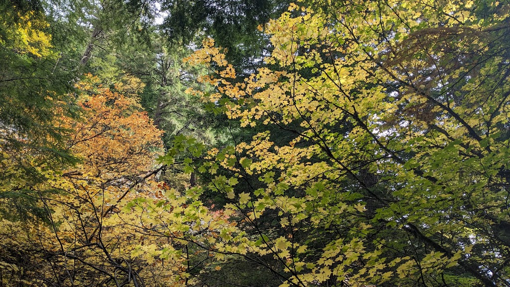 Five Cedars Campground | 51521 Chilliwack Lake Rd, Chilliwack, BC V4Z 1A7, Canada | Phone: (604) 866-8920