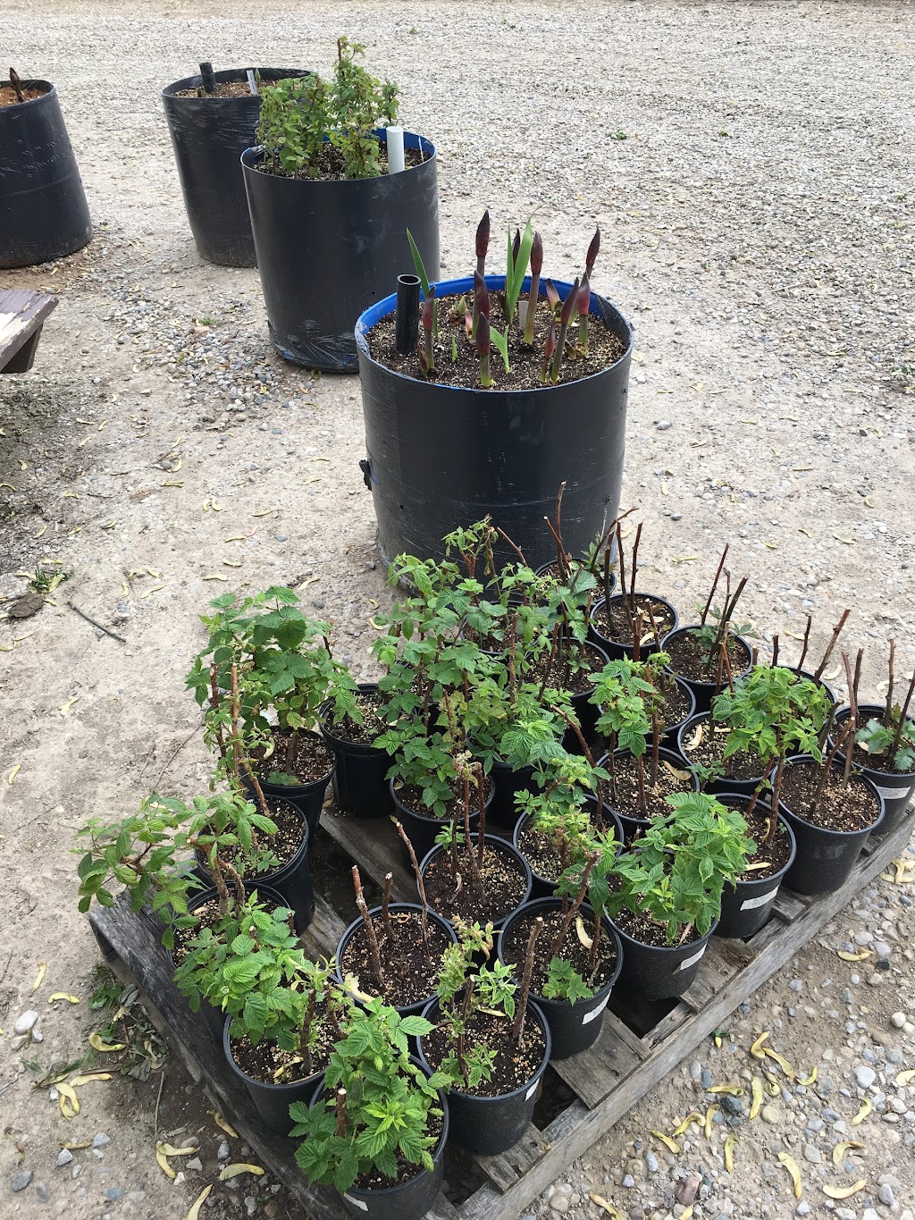 David Skippers Raspberry Farm | 3974 Newbiggen Dr, Glencoe, ON N0L 1M0, Canada | Phone: (519) 287-3013